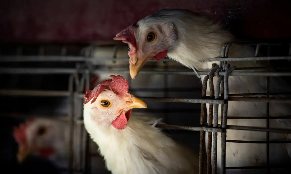 Plenário pode votar projetos sobre indenização a fiscais agropecuários, criação de fundo para defesa sanitária e regras para milhas aéreas
