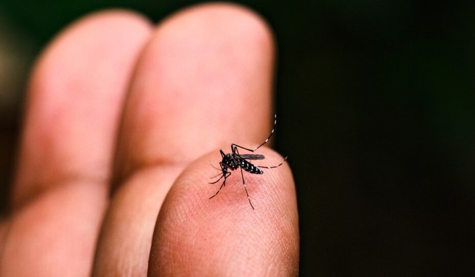 Recomendações Cruciais do Butantan para Casos Suspeitos de Dengue