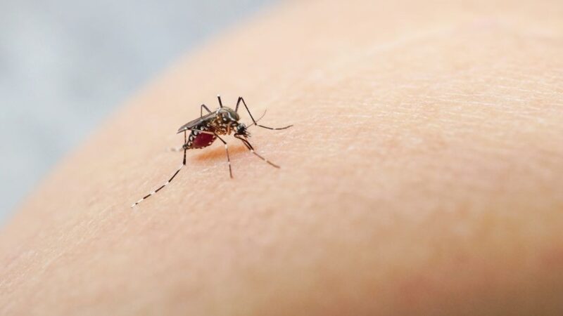 Com índice de óbitos por dengue consideravelmente abaixo da média nacional, Prefeitura declara estado de emergência no combate à doença