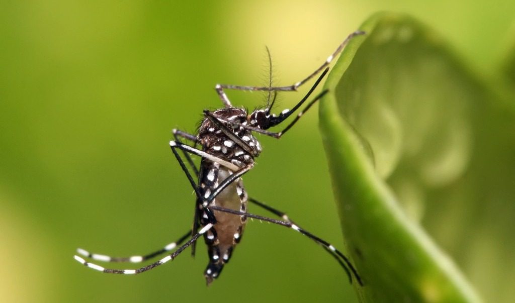 Parceria entre Governo de SP e Prefeitura: Ação Conjunta de Combate à Dengue na Estação Tatuapé