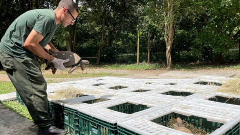 Após Resgate do Tráfico, Mais de 130 Jabutis São Libertados de Volta à Natureza