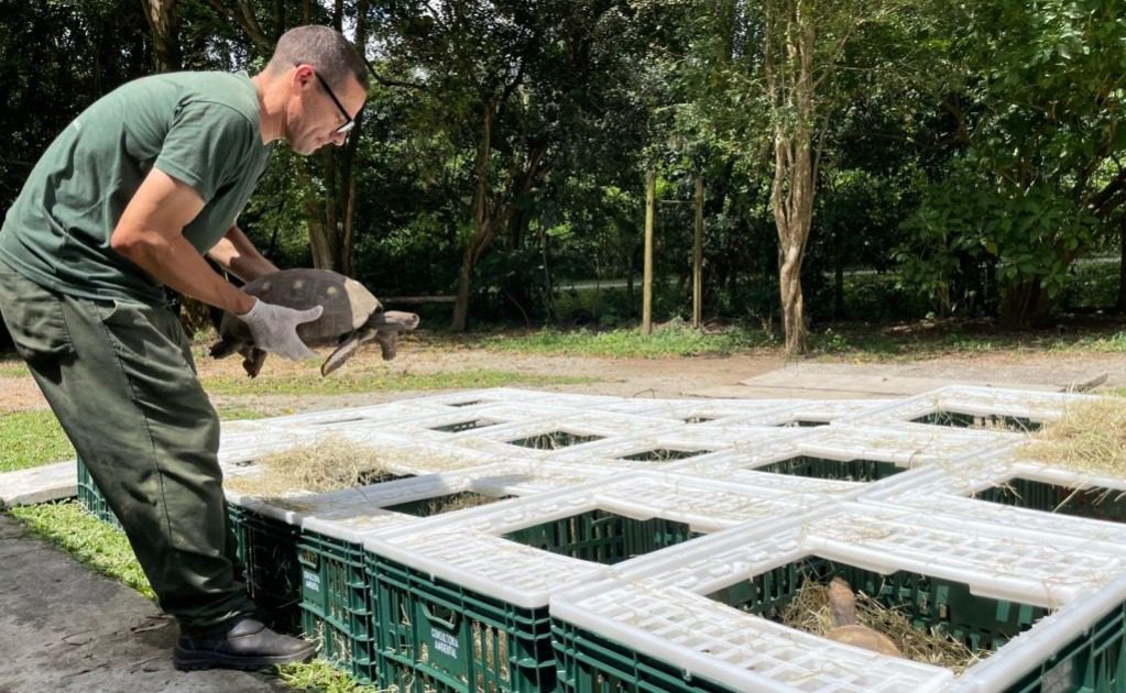 Após Resgate do Tráfico, Mais de 130 Jabutis São Libertados de Volta à Natureza