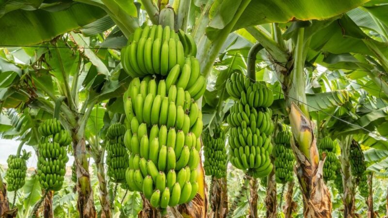 Unidades de produção de banana devem ser cadastradas em SP