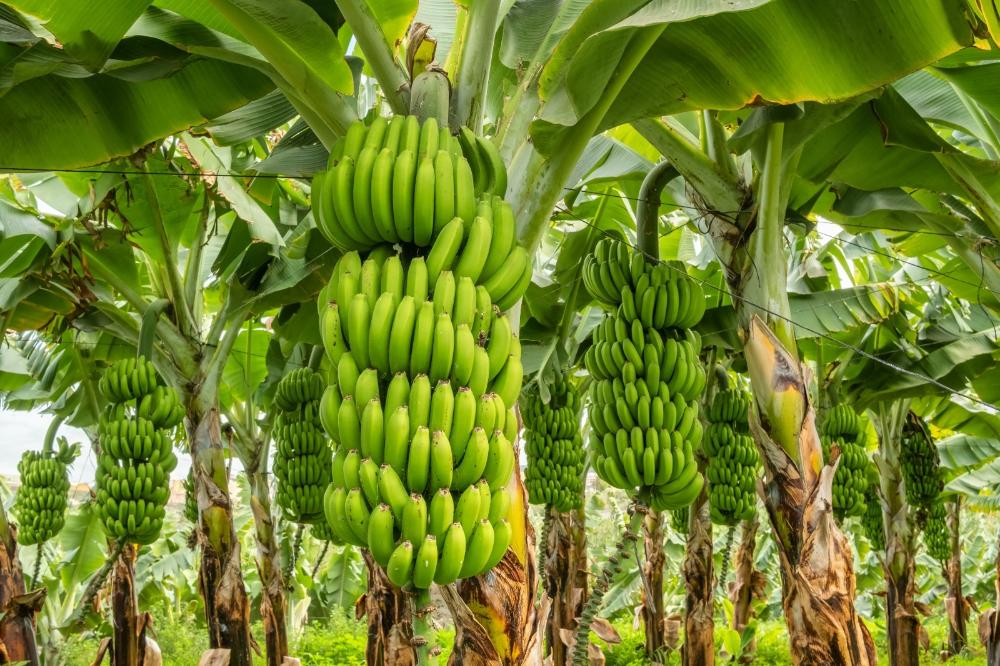 Unidades de produção de banana devem ser cadastradas em SP