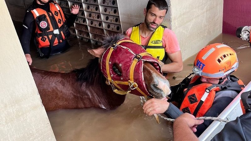 Bombeiros de SP recebem prêmio por resgate do cavalo Caramelo no Rio Grande do Sul