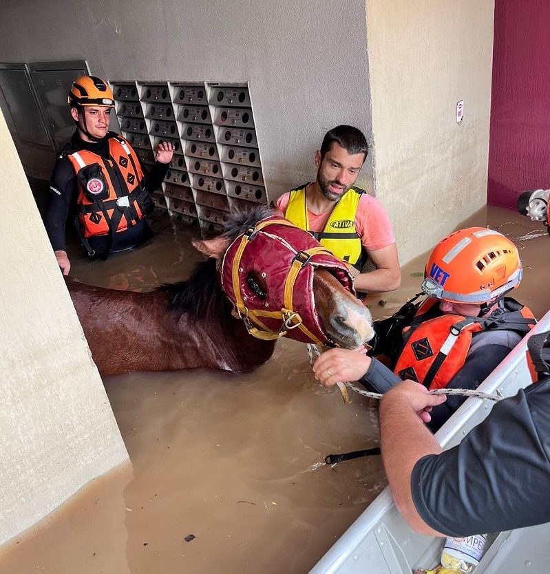 Bombeiros de SP recebem prêmio por resgate do cavalo Caramelo no Rio Grande do Sul