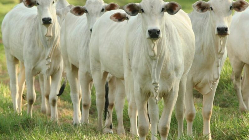 Sanidade Animal: prazo para vacinação contra Brucelose acaba no dia 31 de maio