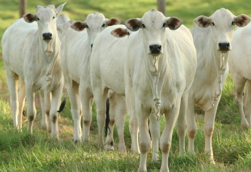 Sanidade Animal: prazo para vacinação contra Brucelose acaba no dia 31 de maio