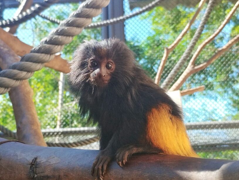 Núcleo de Conservação da Fauna Silvestre de SP tem novo filhote de mico-leão-preto