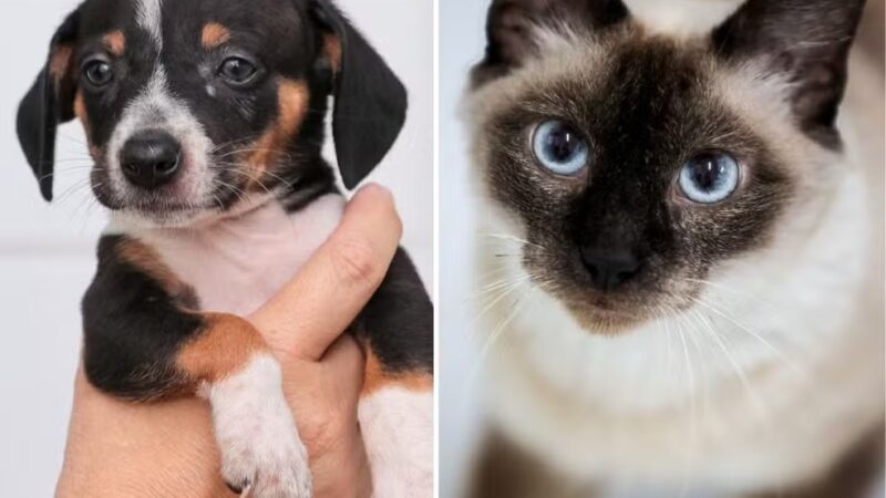 Conheça as novas regras para venda de cães e gatos no estado de São Paulo