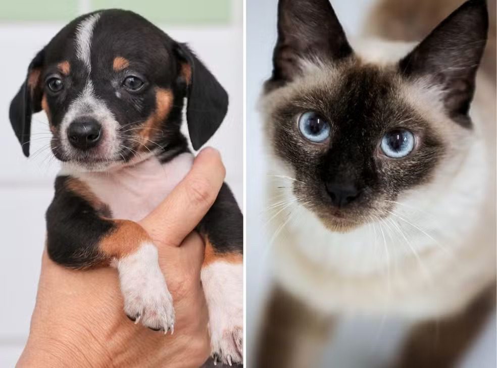 Conheça as novas regras para venda de cães e gatos no estado de São Paulo