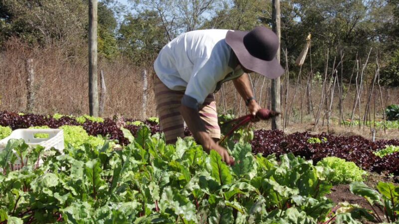 Governo de SP regulariza terras e promove ações que fortalecem a agricultura familiar