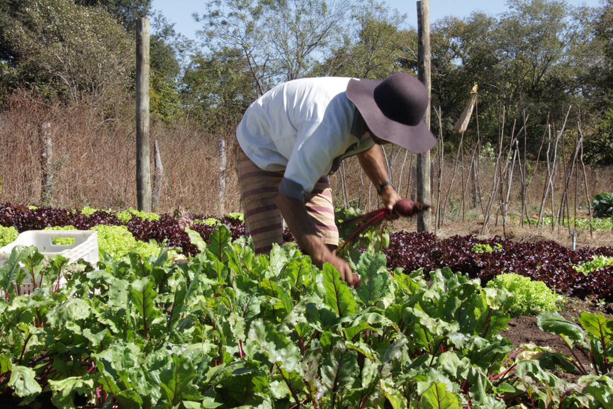 Governo de SP regulariza terras e promove ações que fortalecem a agricultura familiar