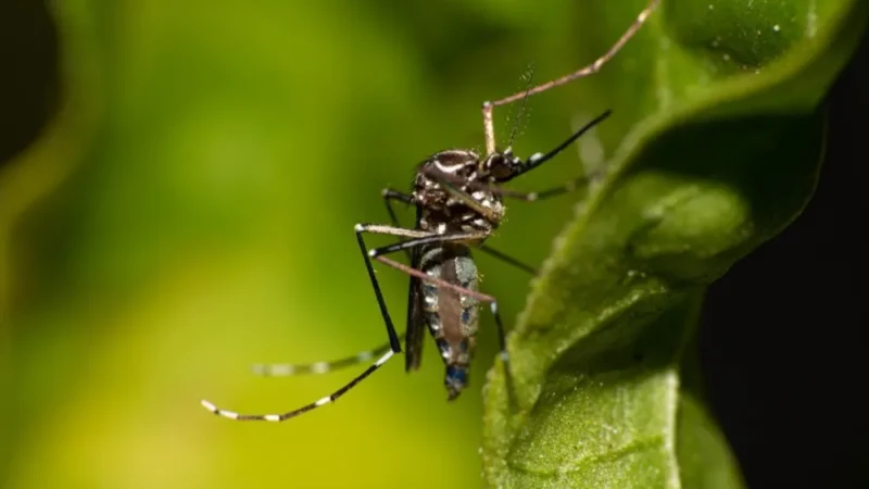 Semana estadual de combate ao Aedes é marcada pelo Dia D e ações de prevenção à dengue